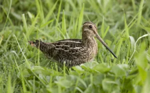 Snipe Hunting